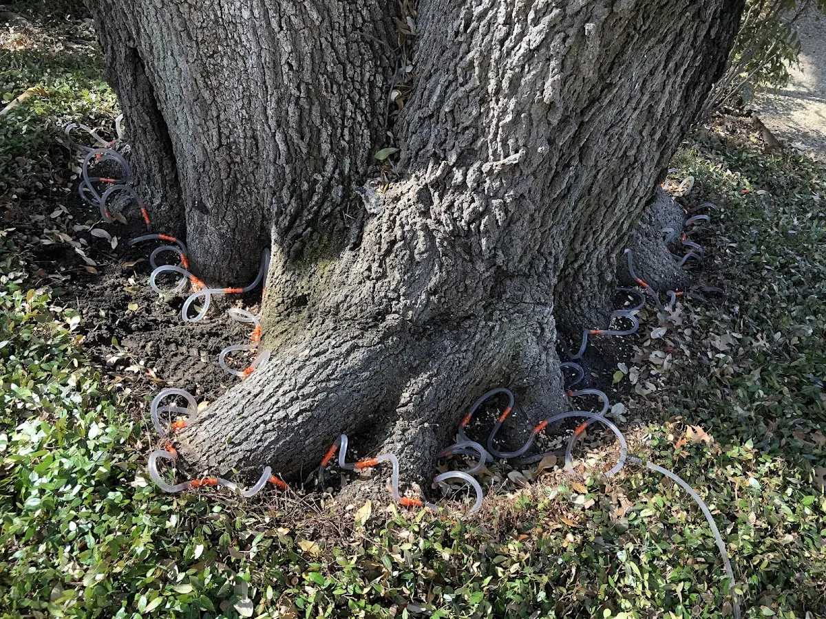 Detailed Tree Cabling and Bracing job site in Trinidad